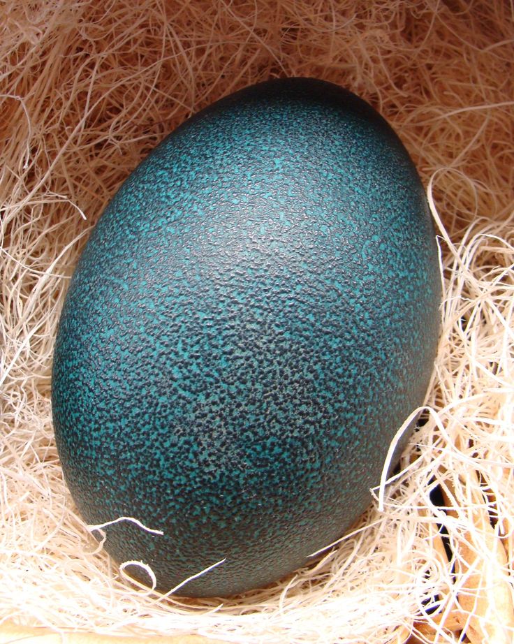 Emu Eggs per gram